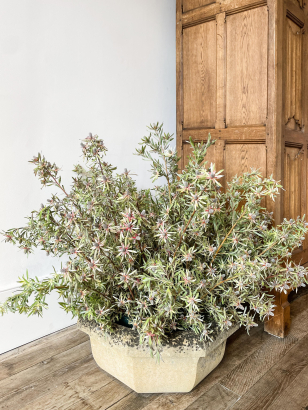 Pair of Cotswold Stone Octagonal Planters